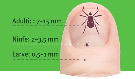 Infografica dimensioni zecca